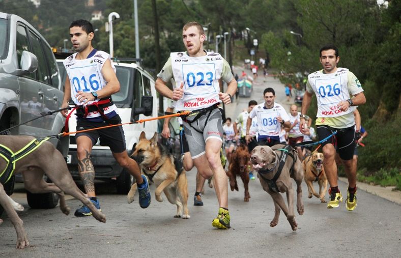 Imatge de la sortida del canicross. FOTO: Lali Puig