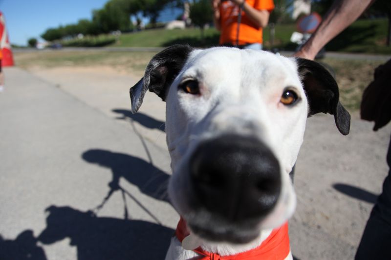 Arriba la 2a Cani-Cursa Solidària al Jardiland Sant Cugat FOTOS: Lali Puig