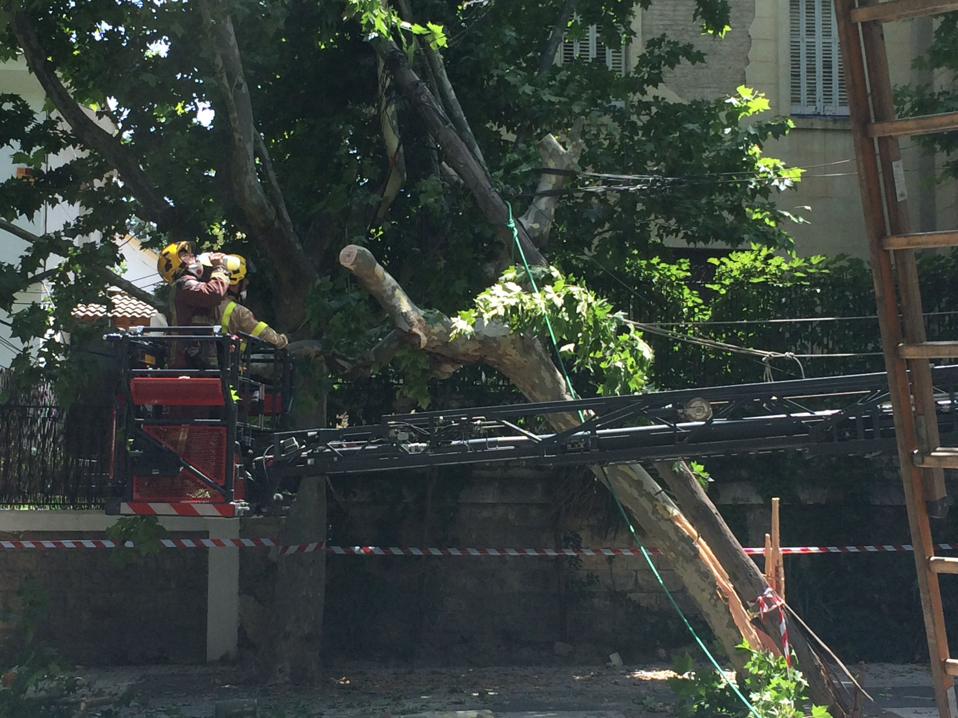 Les tasques per talar l'arbre s'han complicat degut a un pal d'alimentació que es sostenia amb l'arbre. FOTO: Mireia Puente