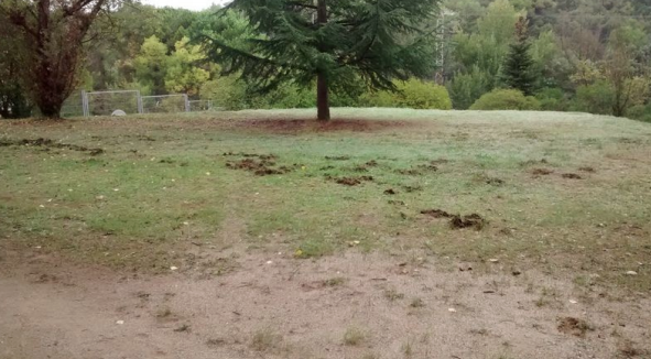 El mal estat de les tanques de l'escola permet que entrin els porcs senglars durant el dia FOTO: Cedida