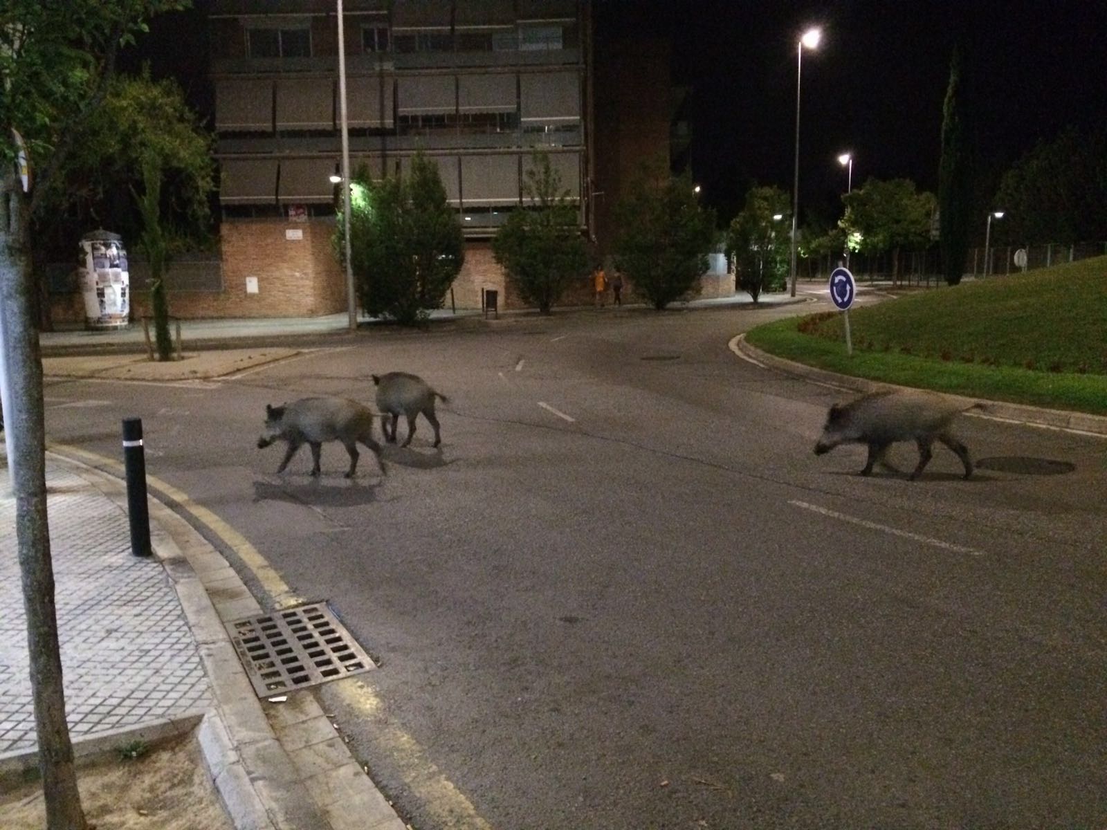 Els animals voltaven la zona dels cines FOTO: Pau Deulofeu