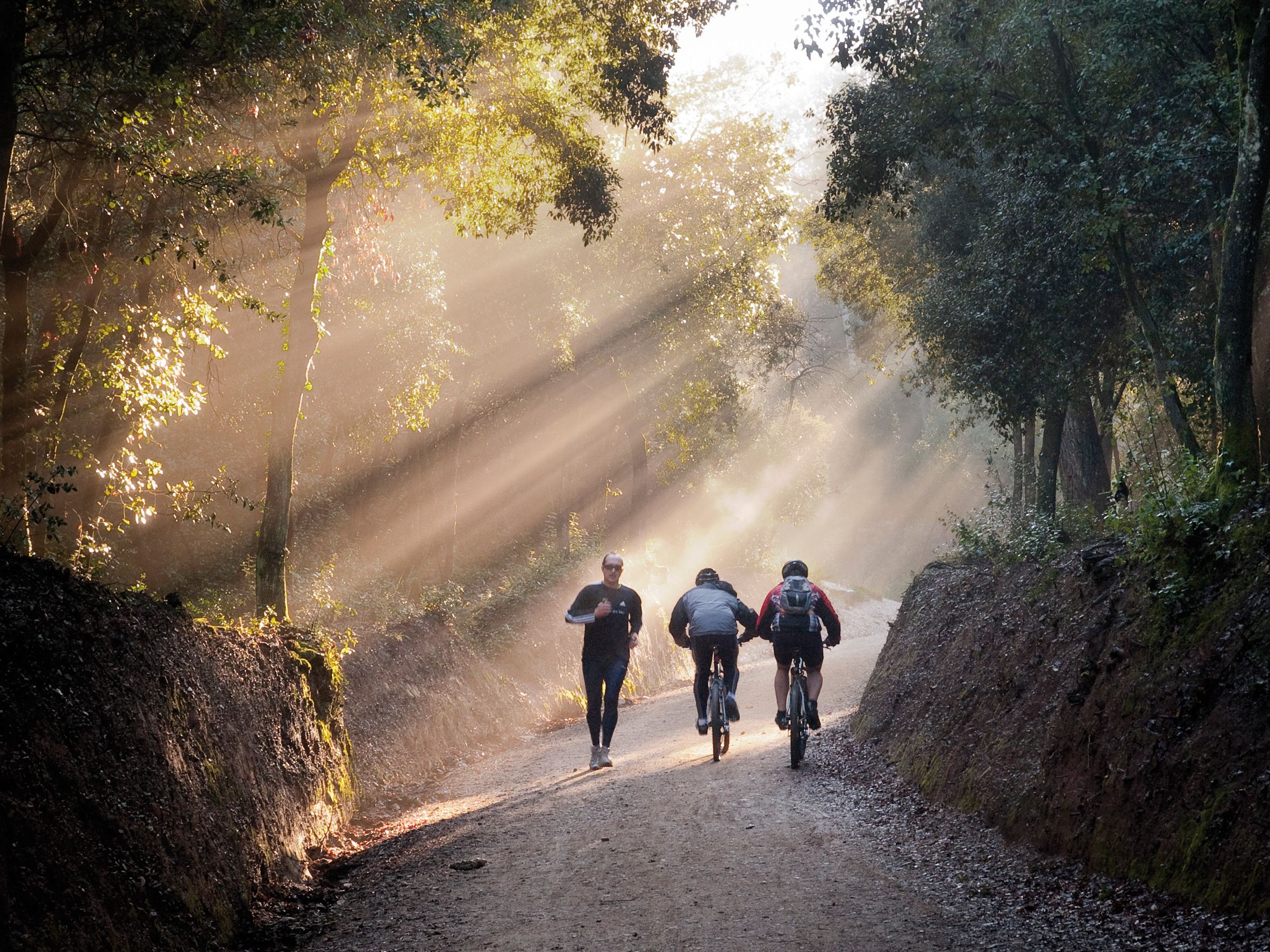 Collserola FOTO: Artur Ribera