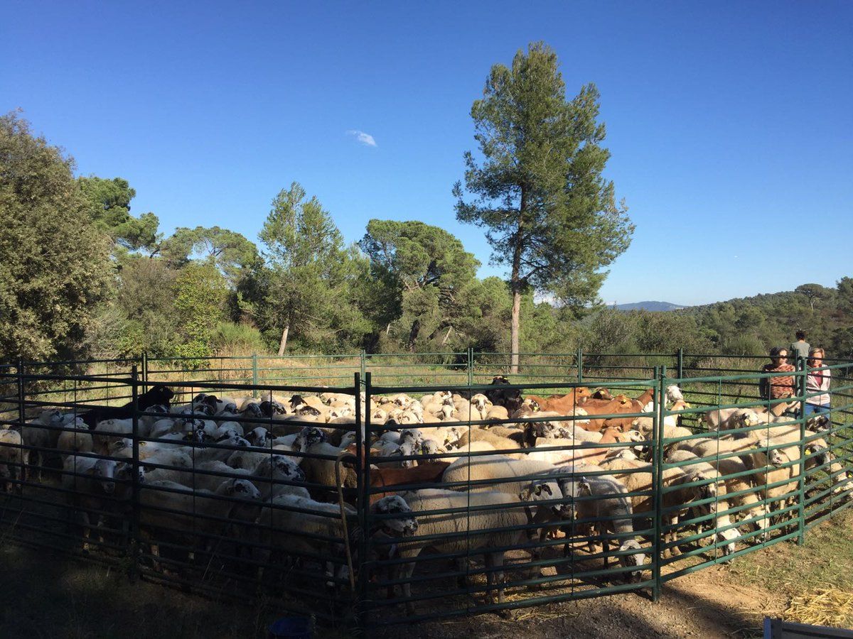 Un dels dos tancats que tindran les cabres i ovelles FOTO: Twitter / Parc Collserola