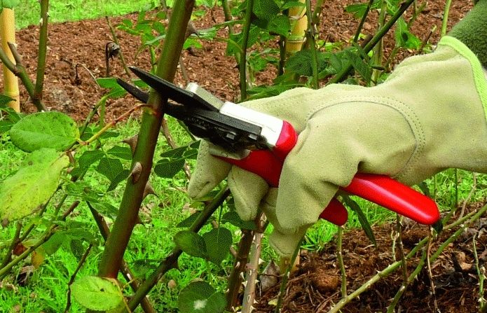 Tasques en el jardí per al febrer