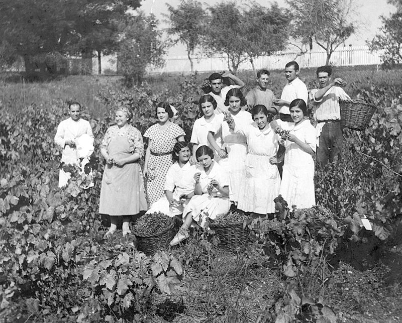 Treballadors de Vasconcel a la última verema l'any 1962.