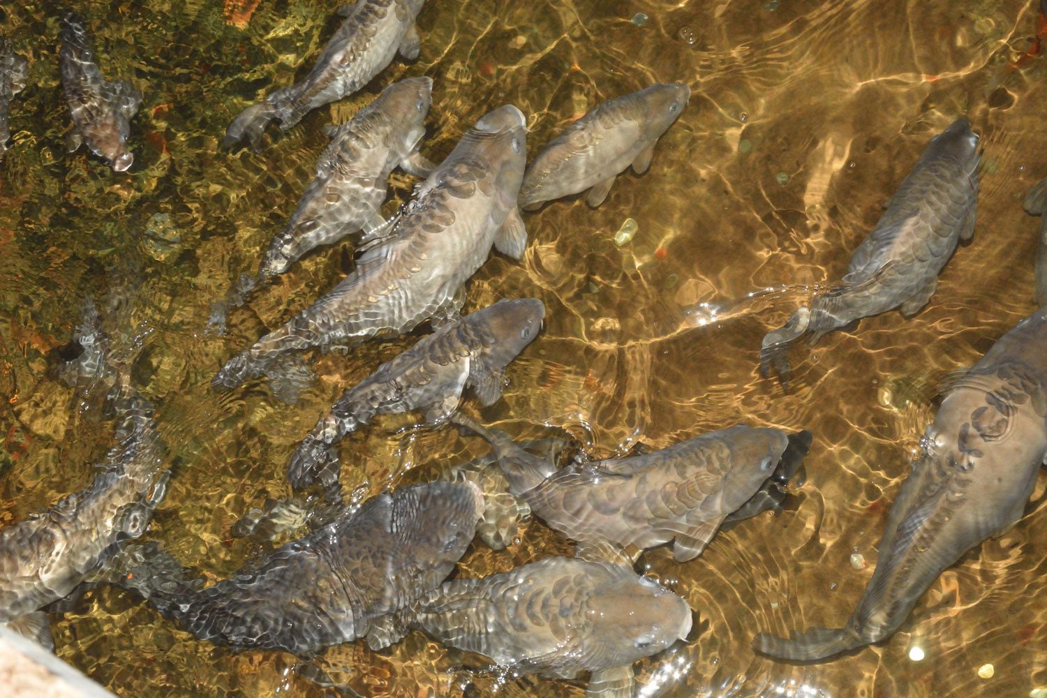 Peixos a la cisterna