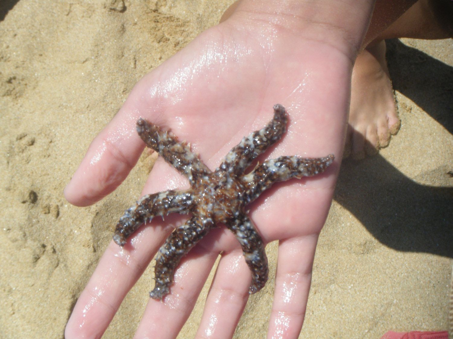 L'estrella de mar