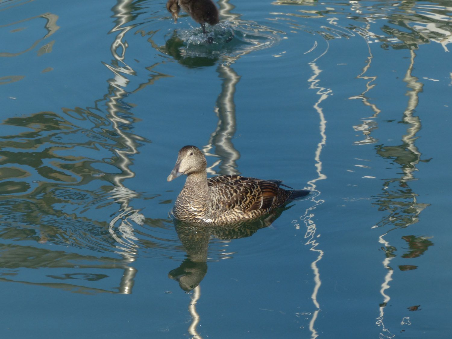 Reflejos