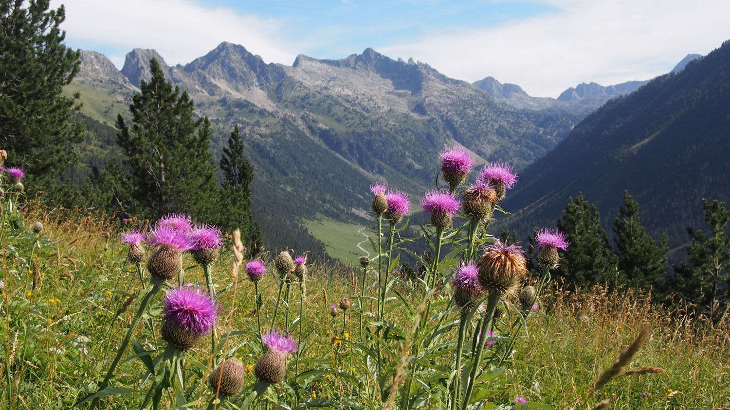 Les flors de la  Vall d'Aran