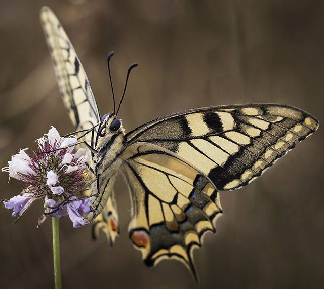 @pereramoneda.   Papallona machaon