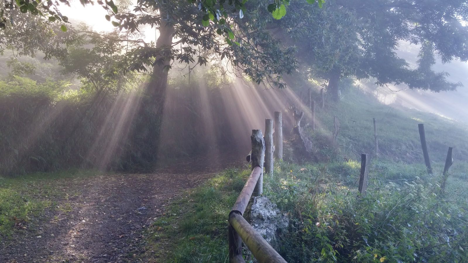 Jose Luis Iglesias Jäckle - Despertar en el bosc húmid