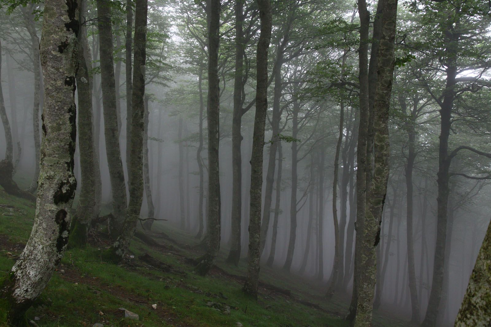 Ricard Mariné Gabarrón - Misteri al bosc