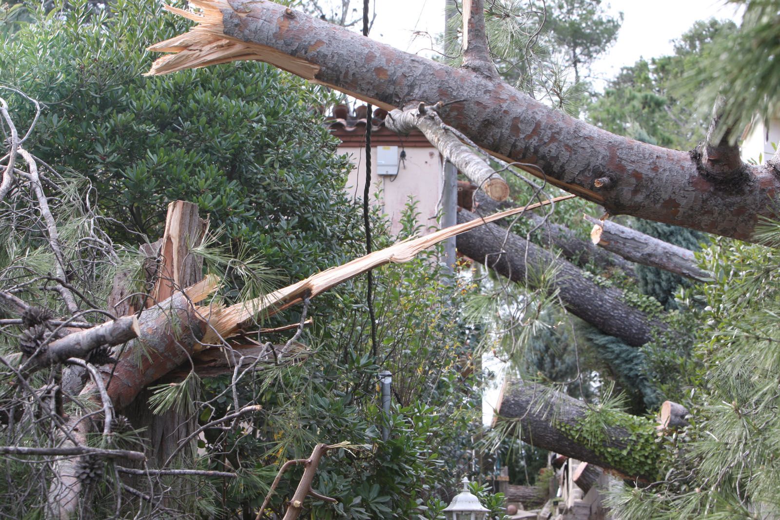 Milers d'arbres van caure provocant greus danys FOTO: Lluís Llebot