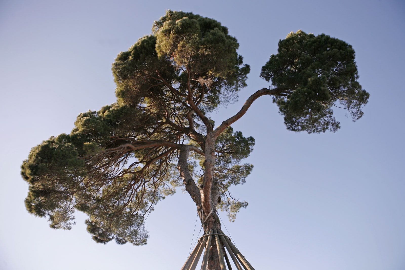 Pi d'en Xandri, la seva silueta, símbol de Sant Cugat FOTO: Artur Ribera