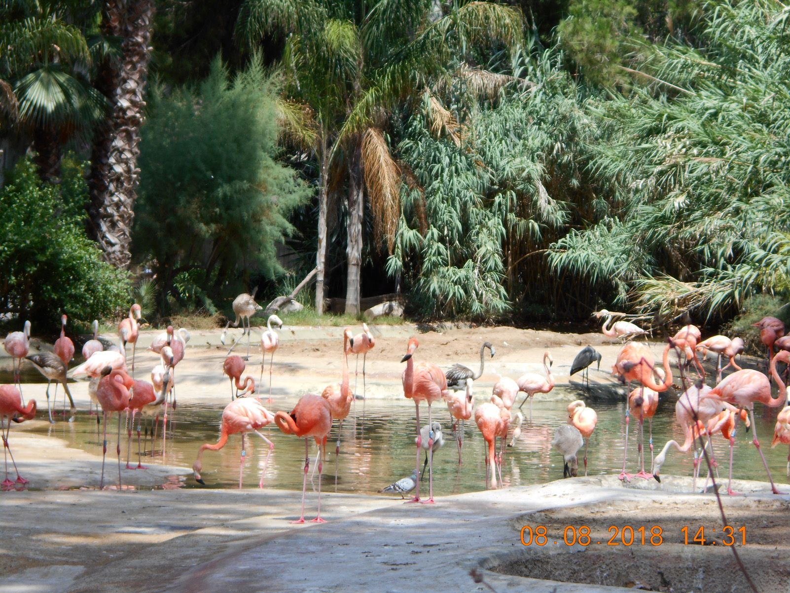 Joaquin Ruiz   "Flamencos"