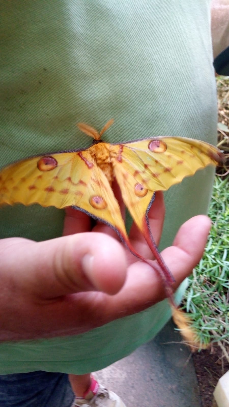 Miguel Ángel López Santiago "GG Butterfly Park"