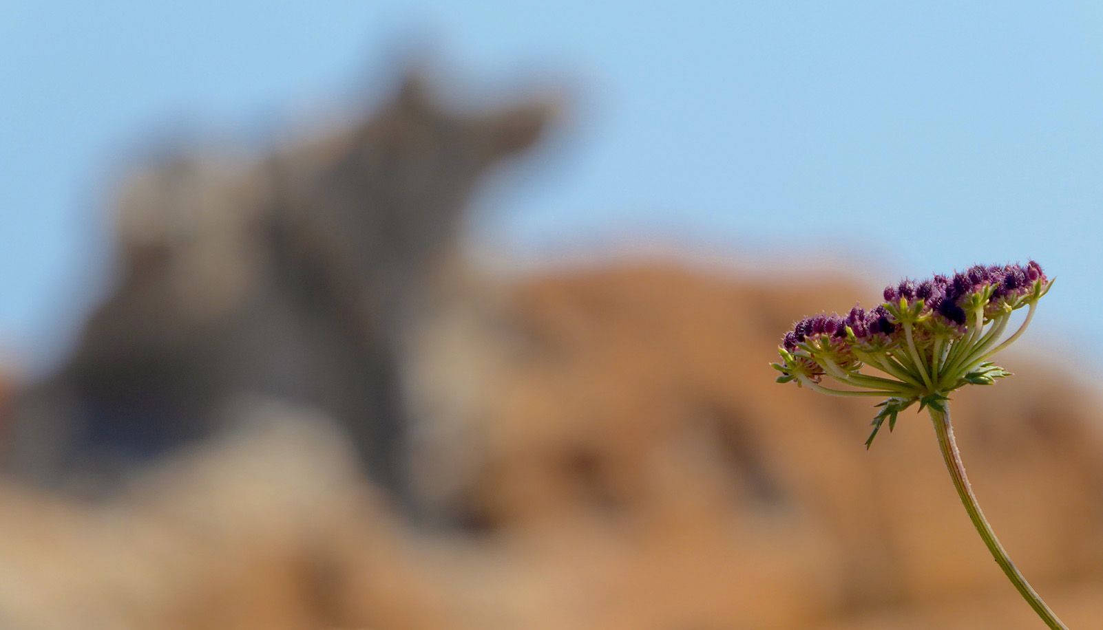 Pep Soler Plana "NATURA ESBORRONADA"