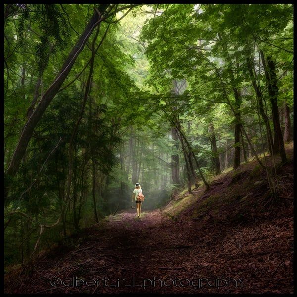 @albert r l photography "forests"