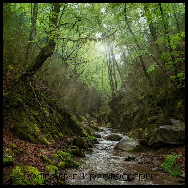 @albert r l photography  "forests"