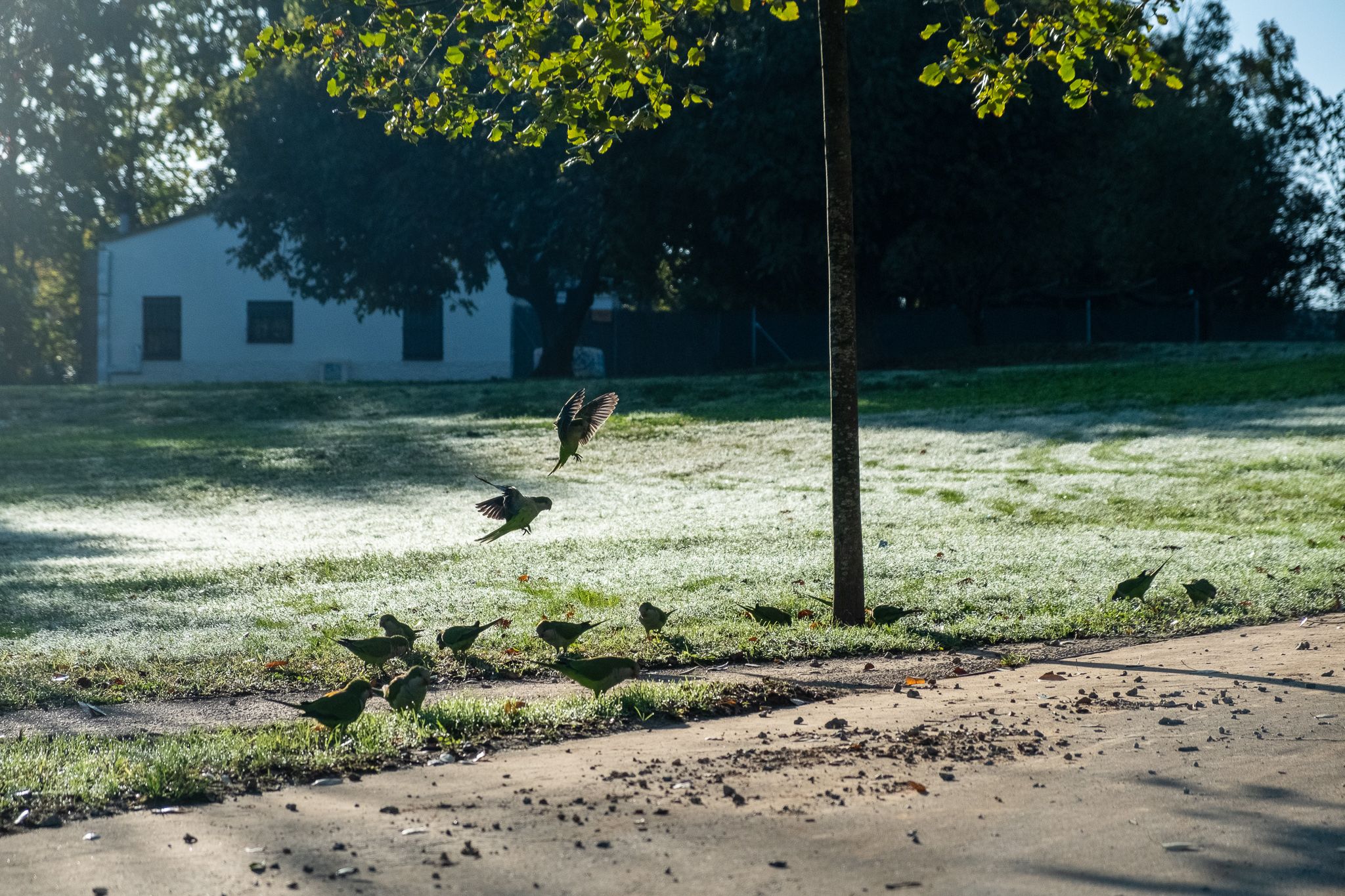 Ocells al Parc de Ramon Barnils. FOTO: Ale Gómez