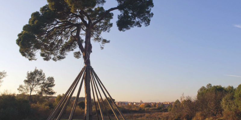 El Pi del Xandri és una icona santcugatenca a Collserola. FOTO: Arxiu