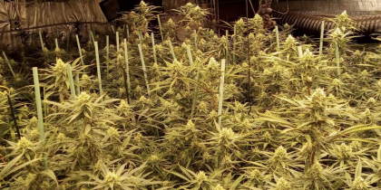 Una plantació interior de marihuana a Sant Cugat. FOTO: Policia Local