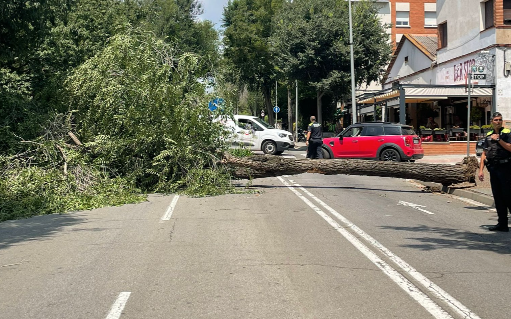 L'arbre caigut a Sant Cugat ha obstaculitzat el pas dels vehicles. FOTO: Aida Albiar