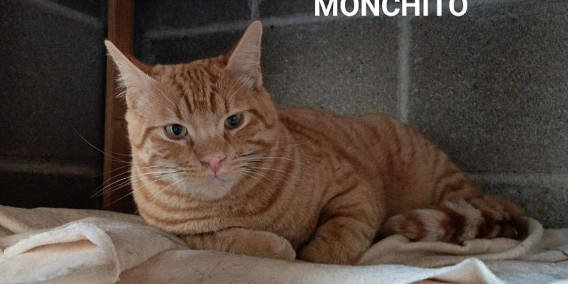 monchito