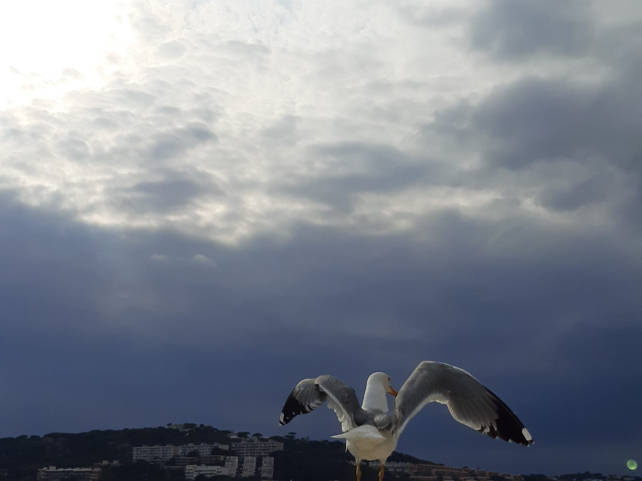 A punt de volar · S'agaró  FOTO: Salvador Masip Beldad 