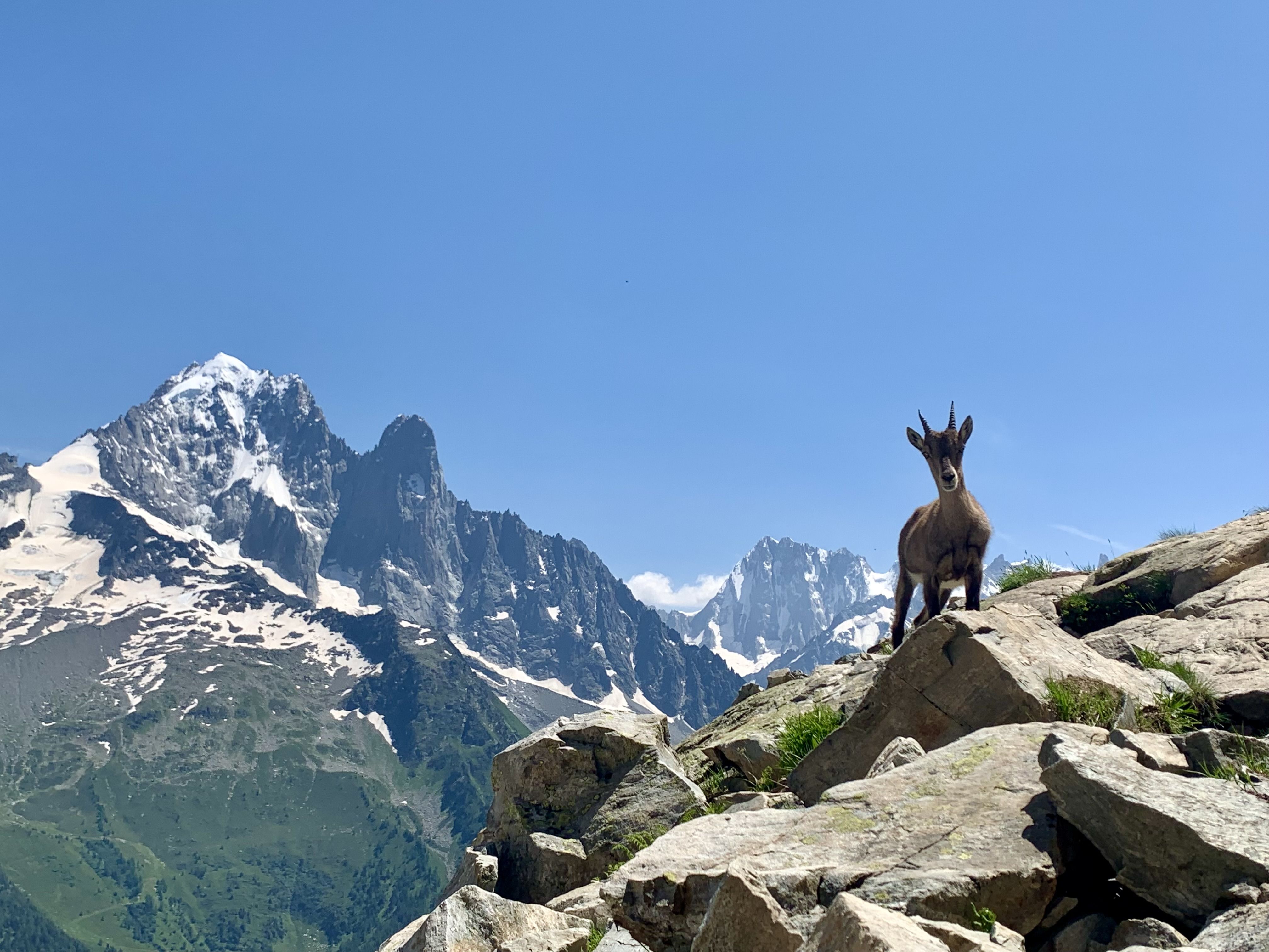 Fauna de l’estiu · Lac Blanc, Chamonix, França FOTO: Owen Samuel Foster 