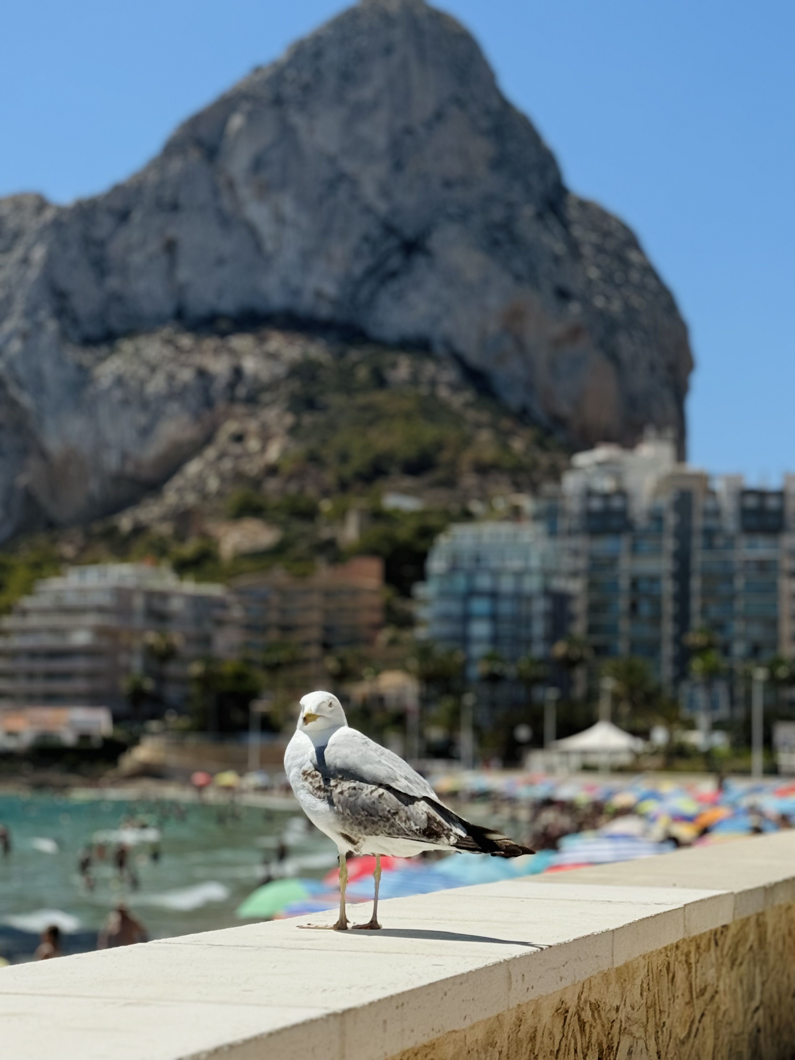 Guardián de la Bahia · Calpe FOTO: Gimena  Uhrich