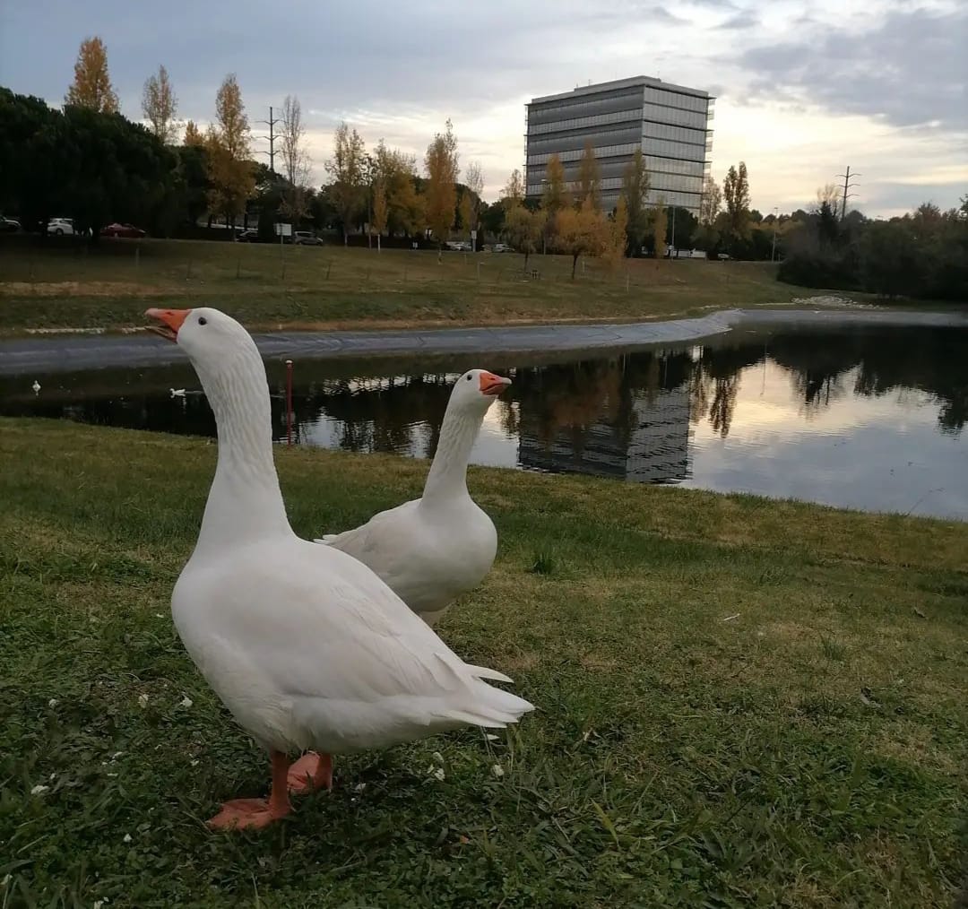 Fauna de l'Estany de La Guinardera. FOTO: Cedida per Arnau Navarro