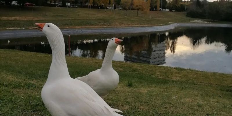 Fauna de l'Estany de La Guinardera. FOTO: Cedida per Arnau Navarro