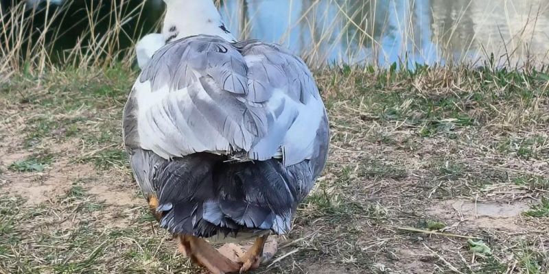 Fauna de l'Estany de La Guinardera. FOTO: Cedida per Arnau Navarro