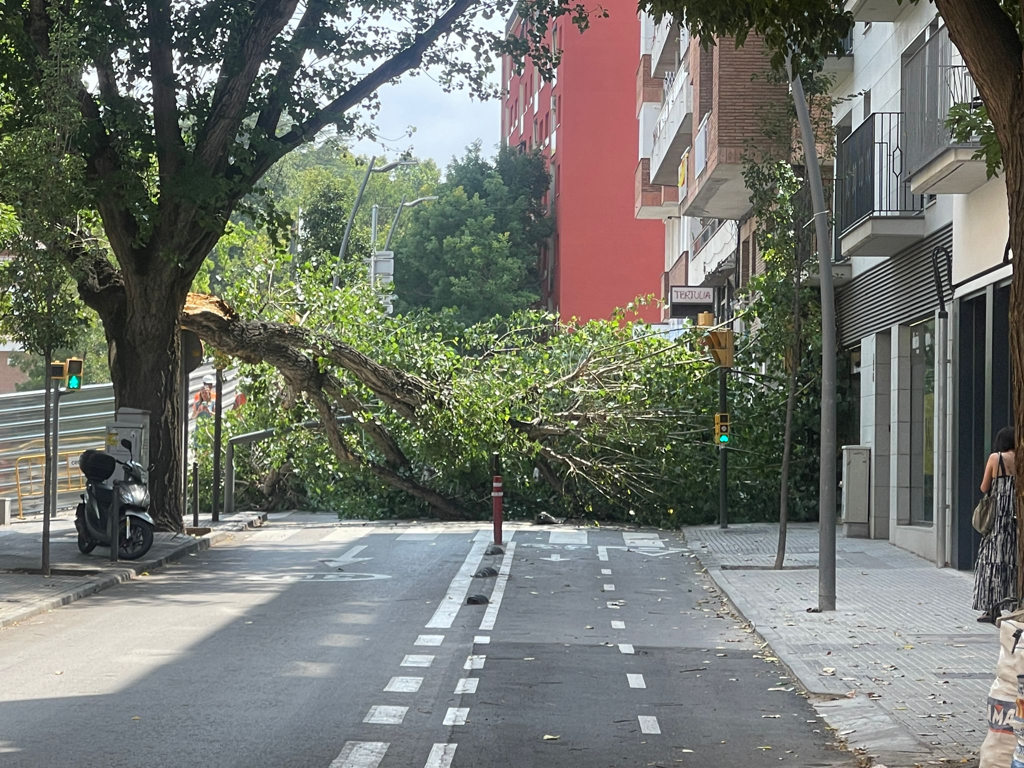 L'arbre caigut a Francesc Moragas FOTO: Cedida