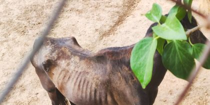 El cavall en estat de desnutrició en un terreny a Can Barata FOTO: PAS 