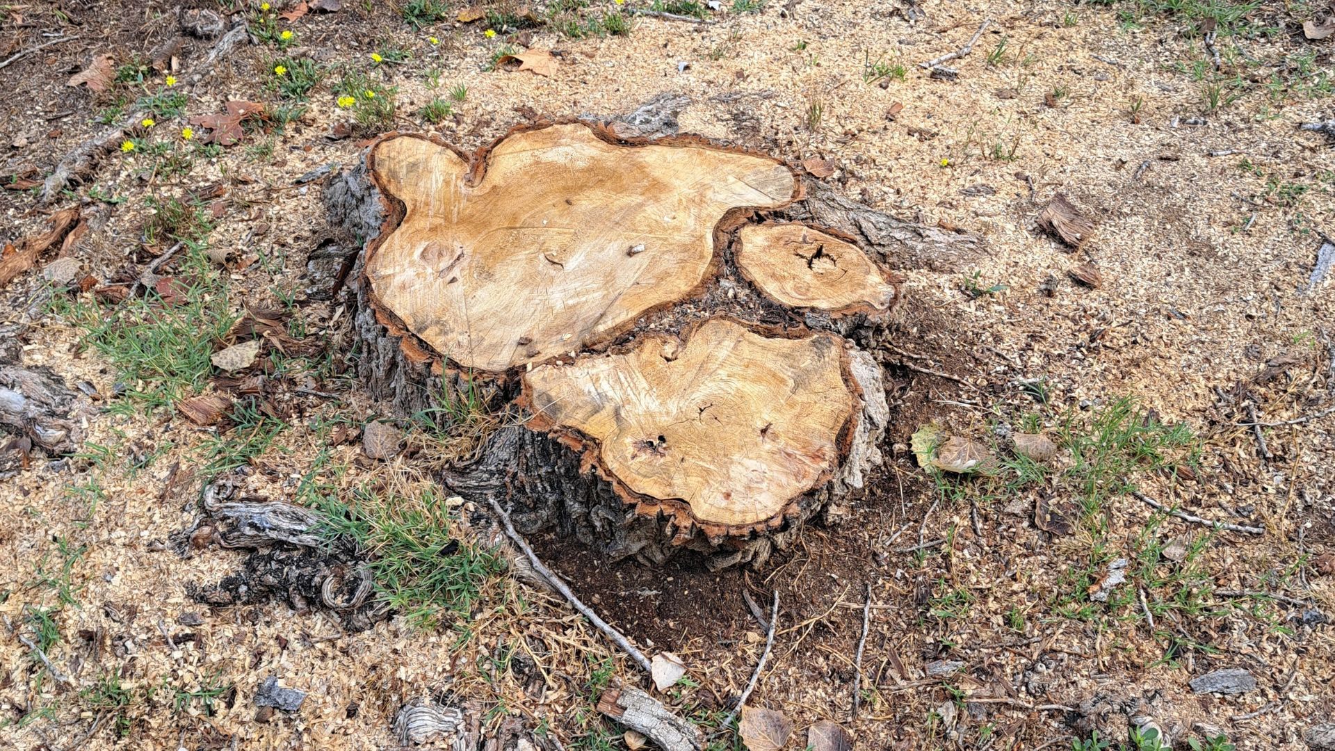 Un arbre talat al Parc Central FOTO: Cedida