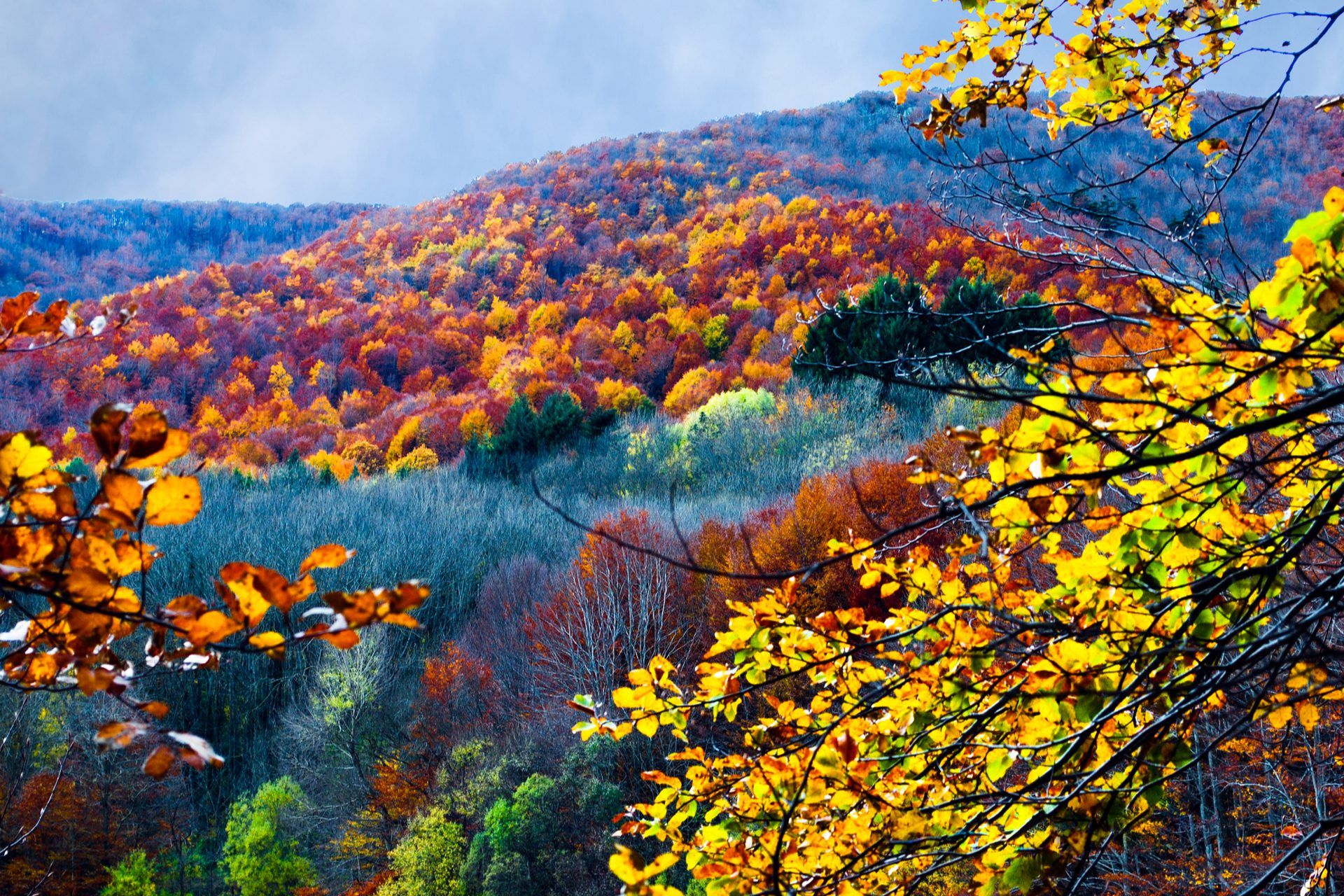 Tardor al Montseny: excursió al pantà de Santa Fe i al “Castanyer de les nou branques” de Viladrau. FOTO: Cedida