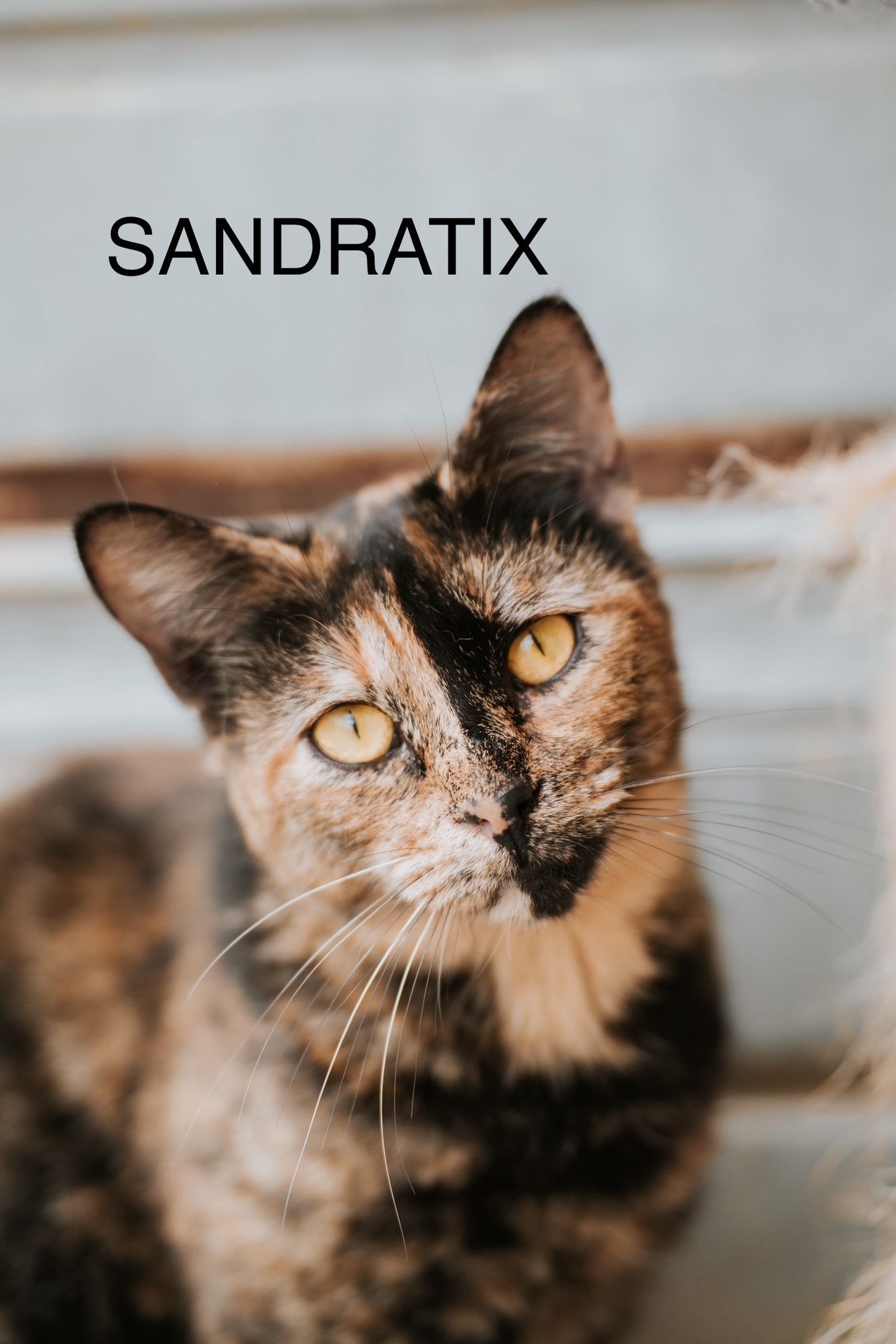 ANIMALS SANDRATIX(1)