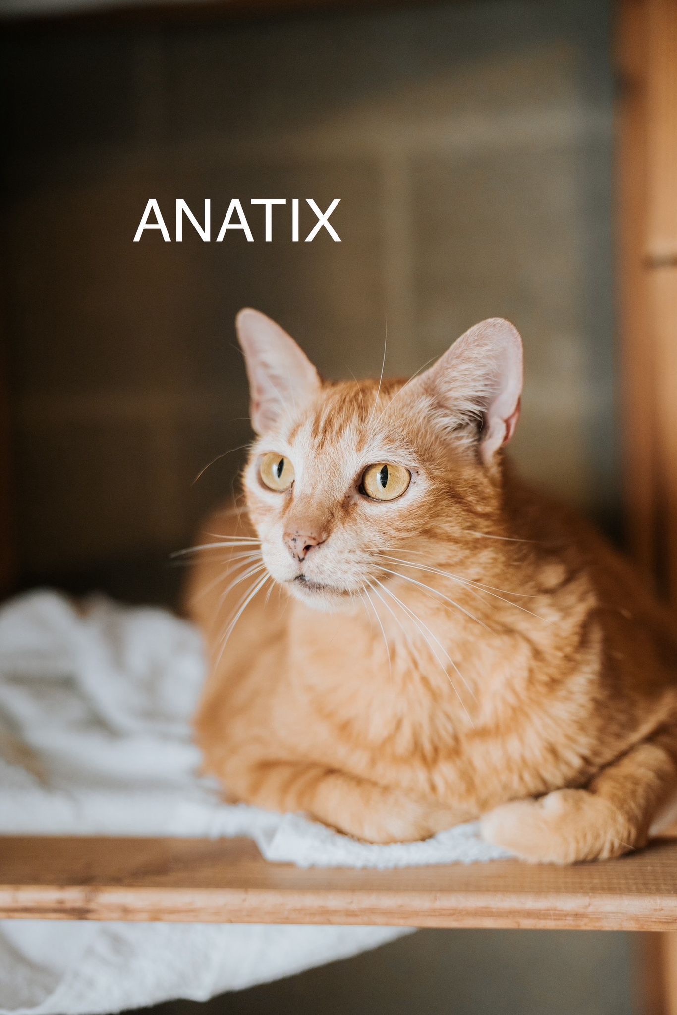 ANIMALS ANATIX(1)