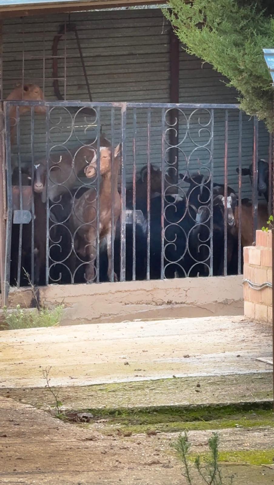 A la finca hi ha una vintena de cabres FOTO: PAS