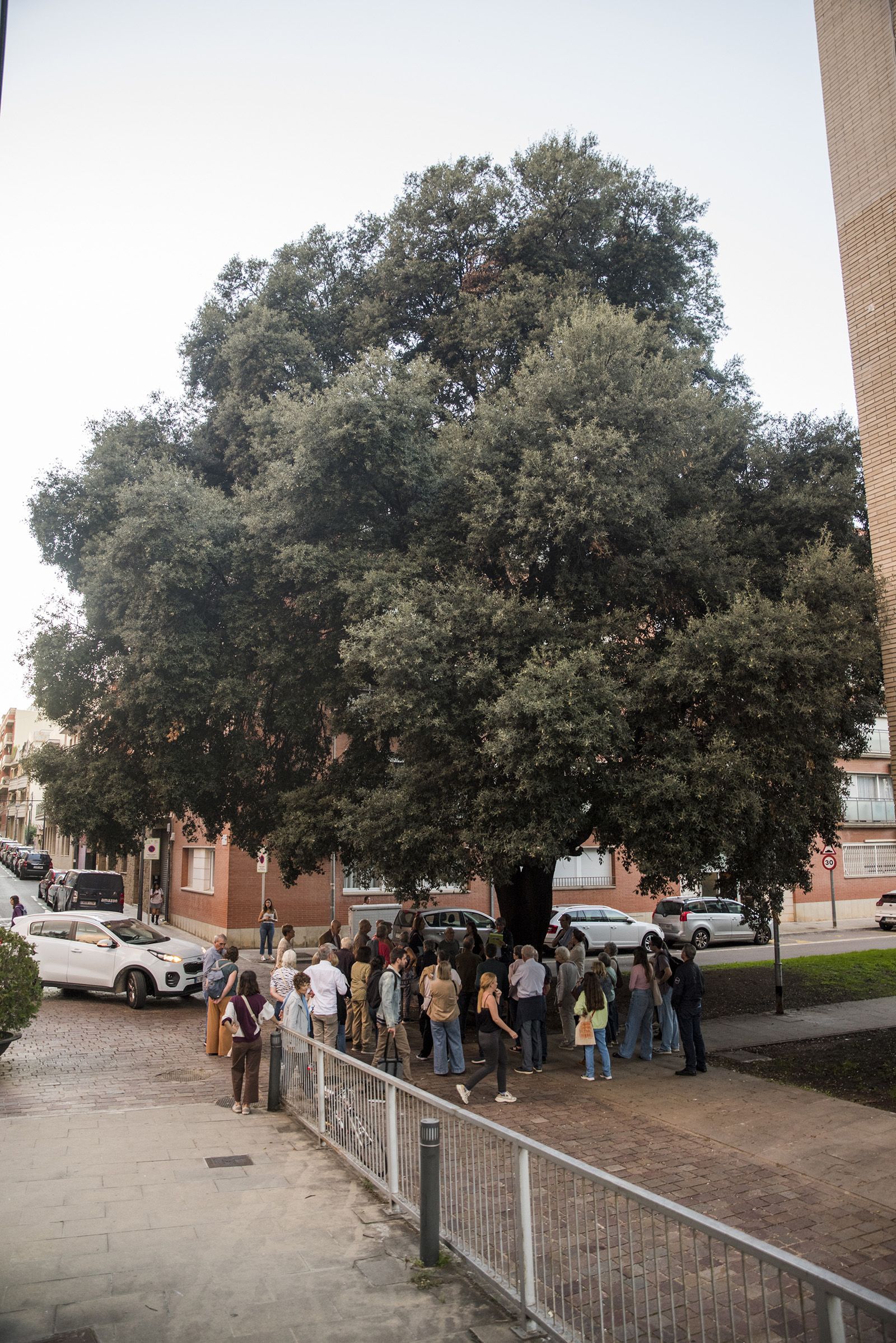 Visita guiada als arbres de Sant Cugat. FOTO: Bernat Millet.