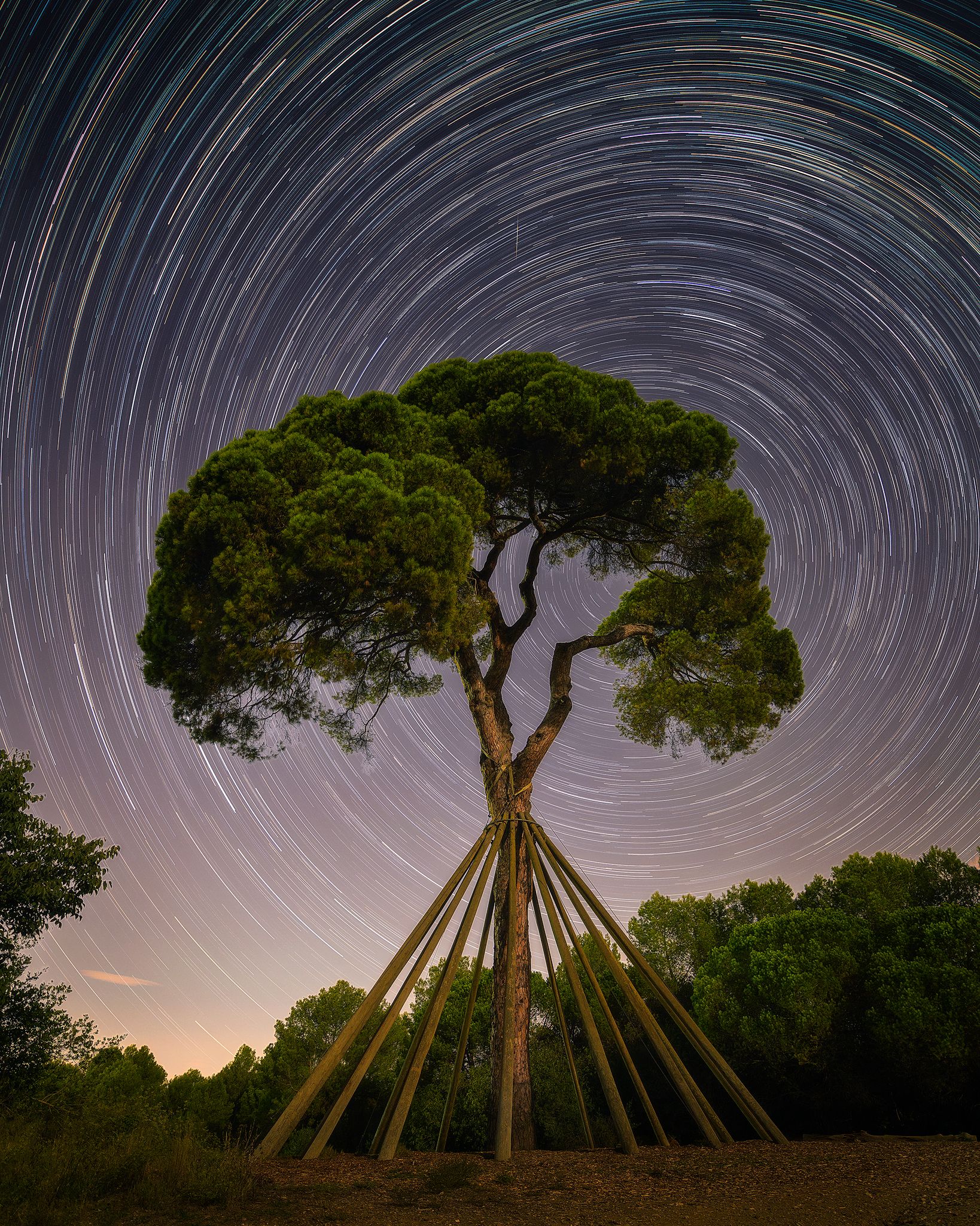 2n premi categoria Pi d'en Xandri: '250 anys contemplant l'univers' · Pi d'en Xandri FOTO: Jordi de Febrer de Olives