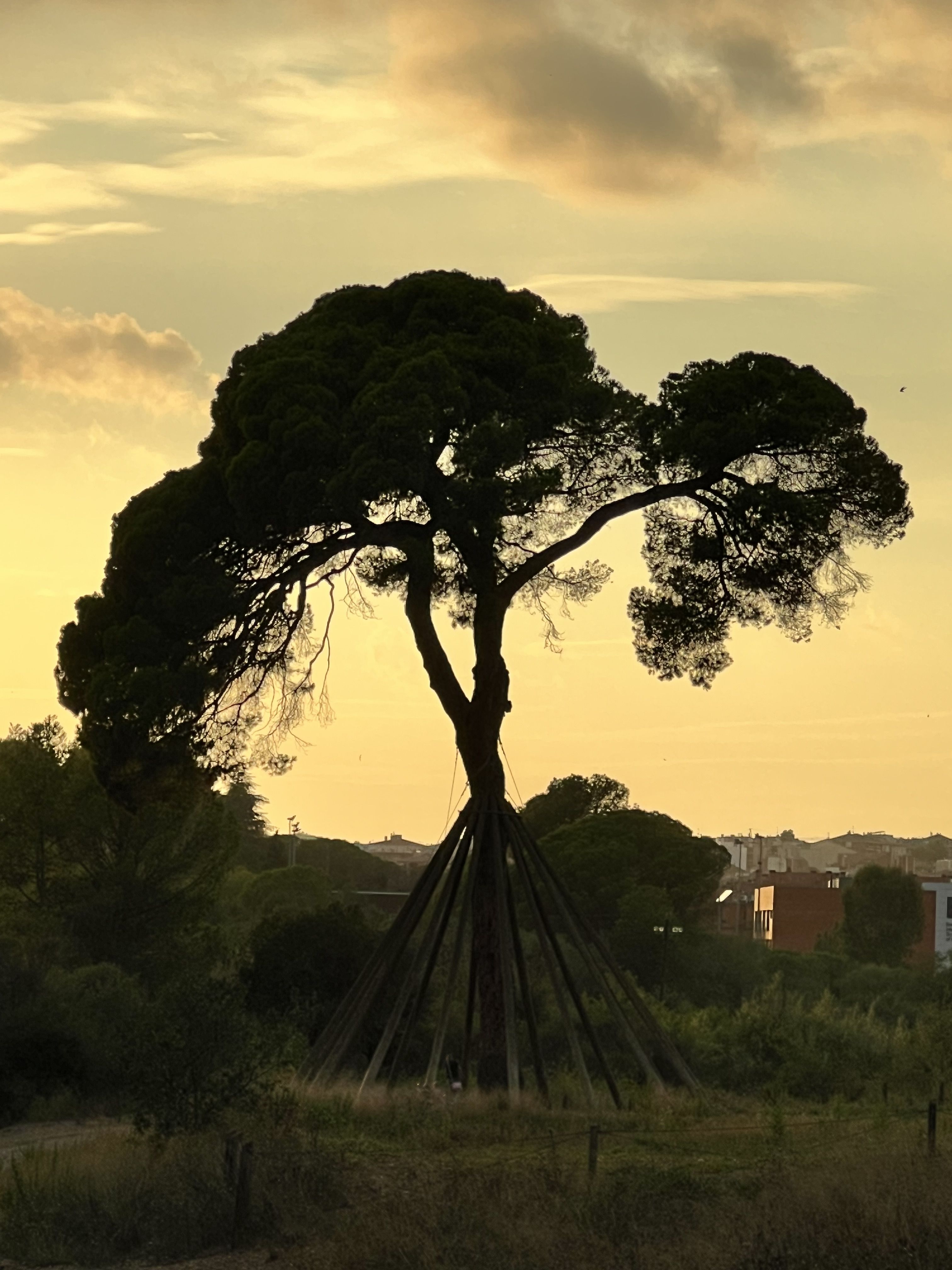 Pi amb els darrer raigs de sol · Pi d'en Xandri FOTO: Gemma Subirana Esquius