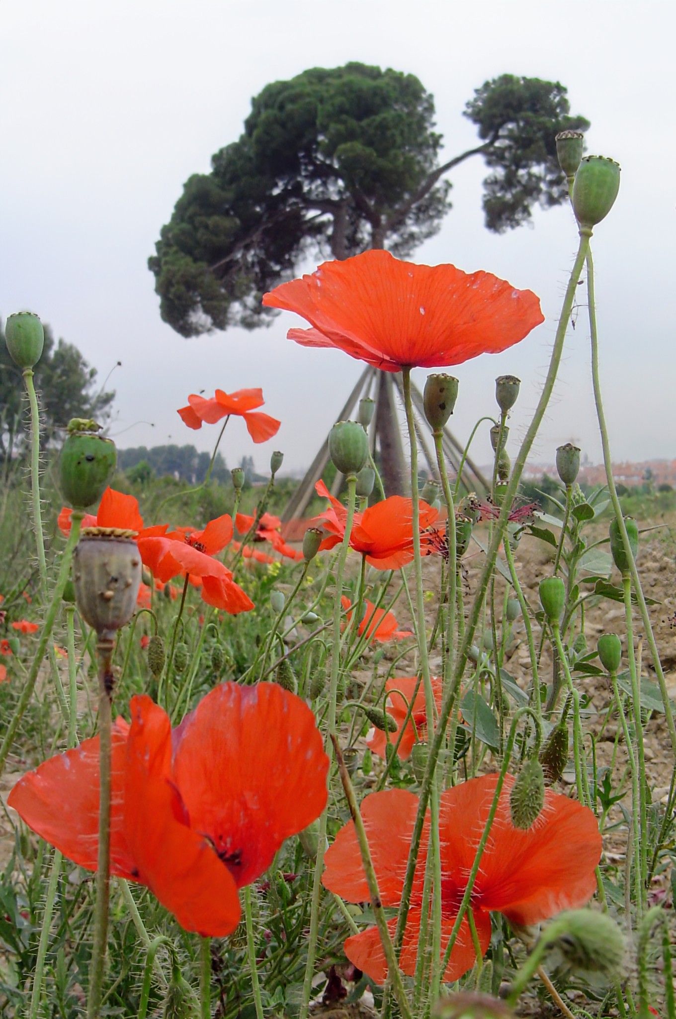 Ressorgint...tot un poble t'admira! · Pi d'en Xandri FOTO: Maria Josep Serrat Dachs