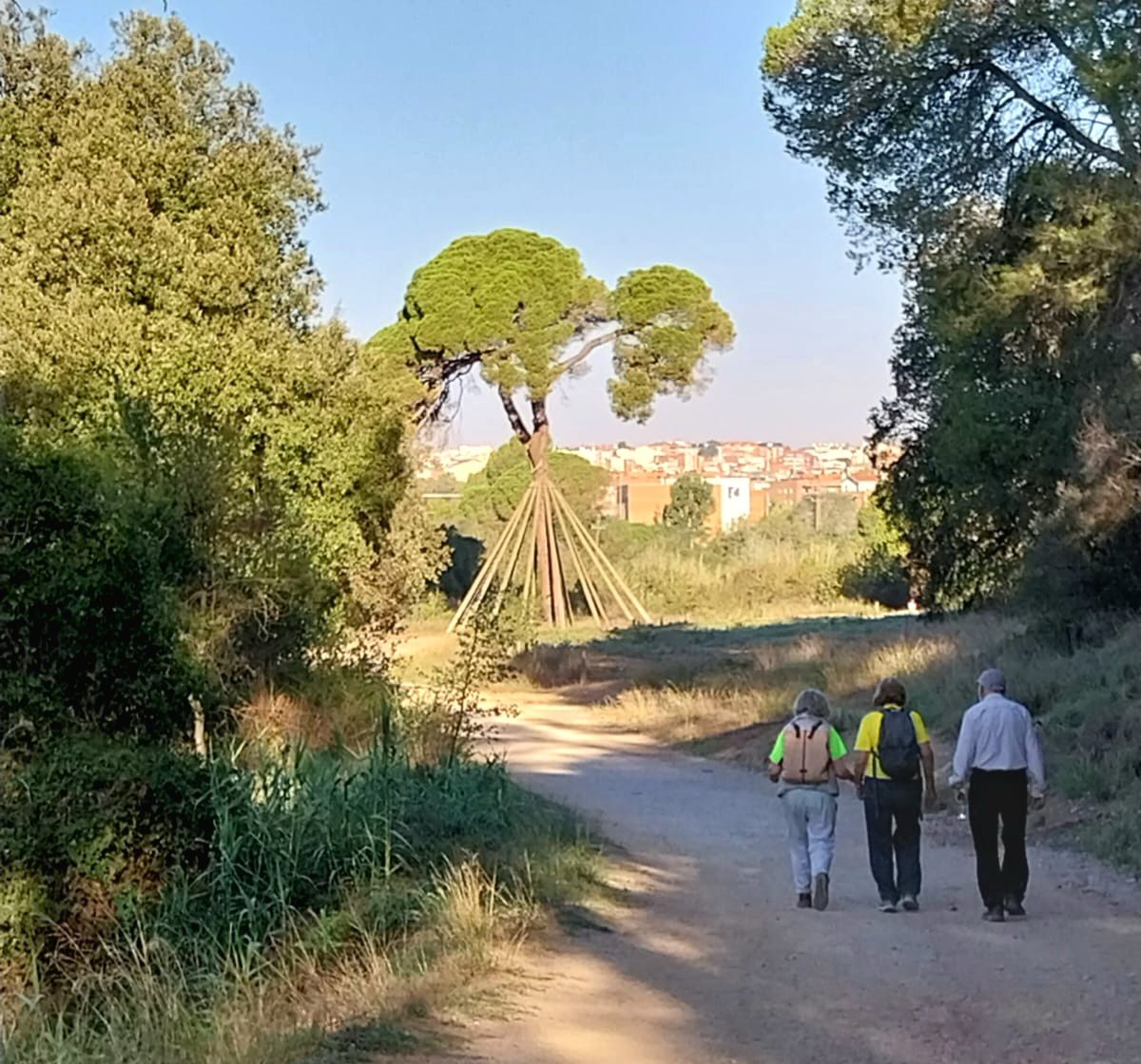 Caminant cap al Pi · Pi d'en Xandri FOTO: Ramon Costa Viladomat