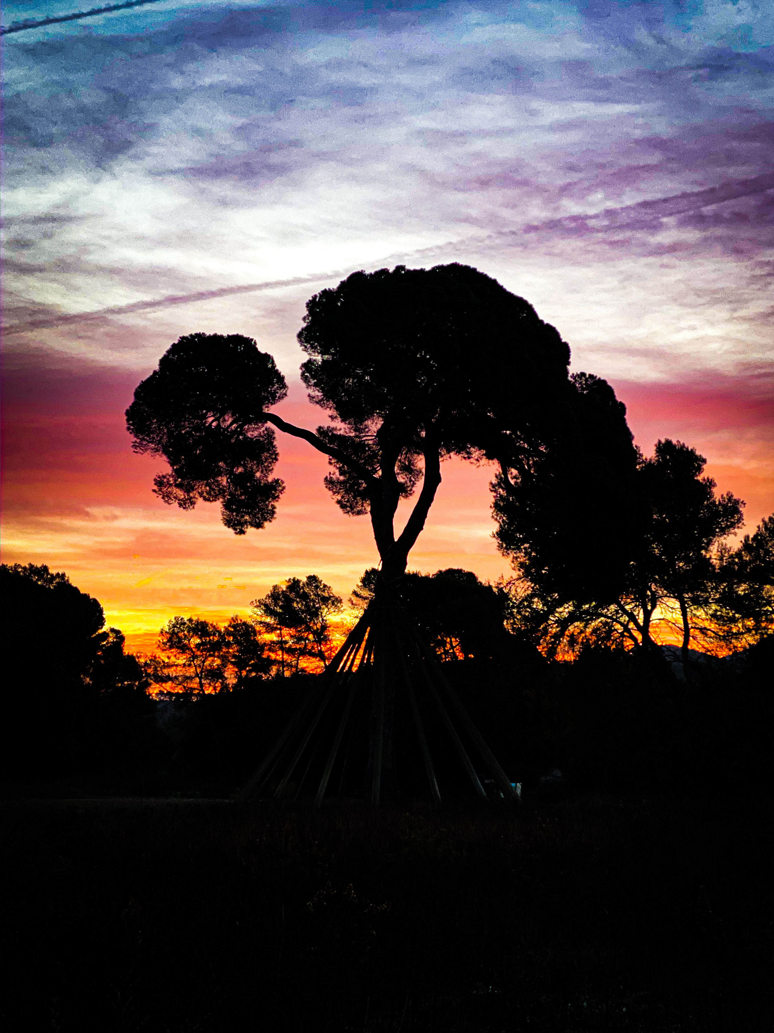 L'arbre sagrat sota els cels de l'a · Pi d'en Xandri FOTO: Manel de Dalmases Trias