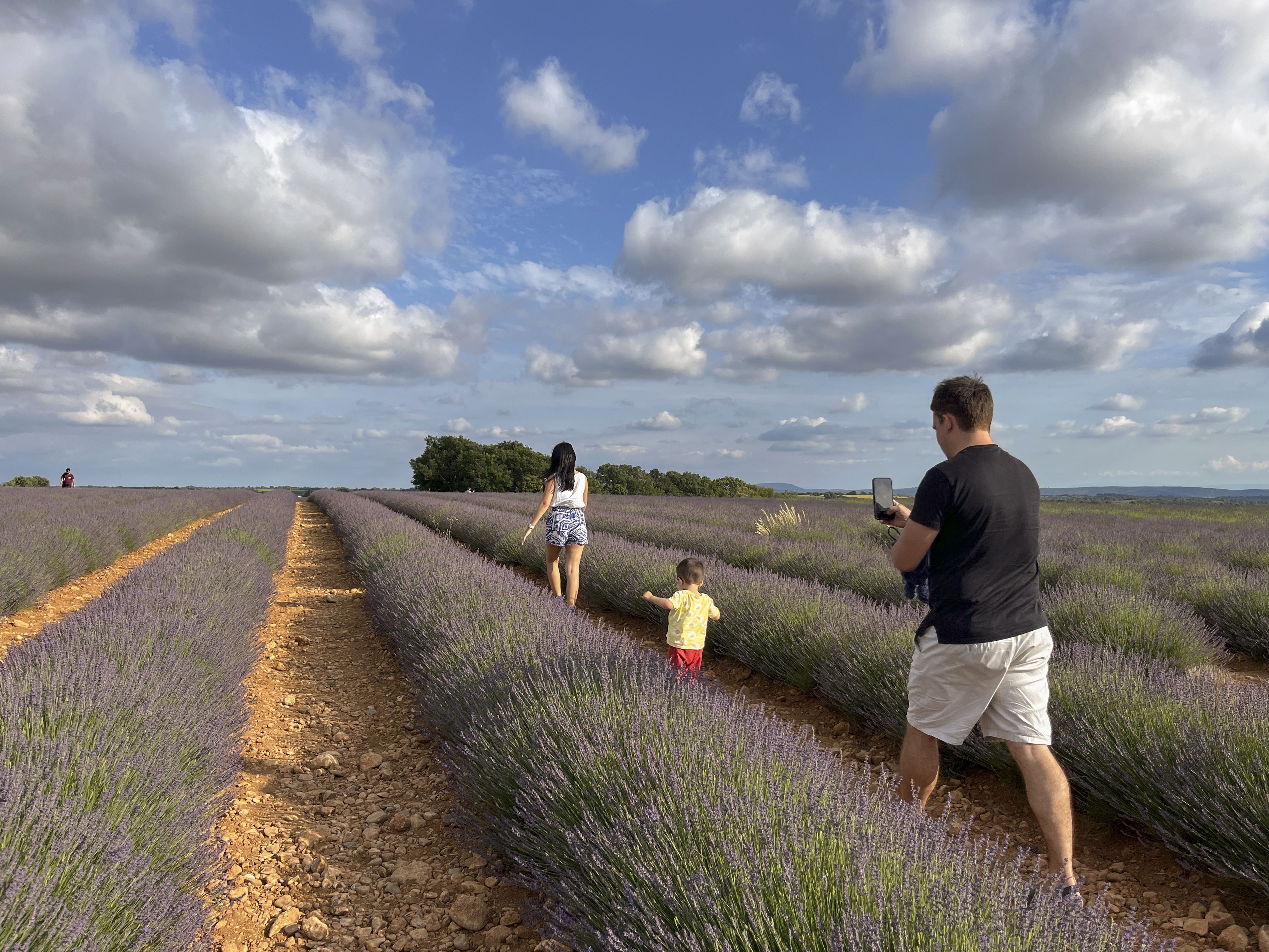 Camp de lavanda · Valensole (França) FOTO: Laura Pérez Riba