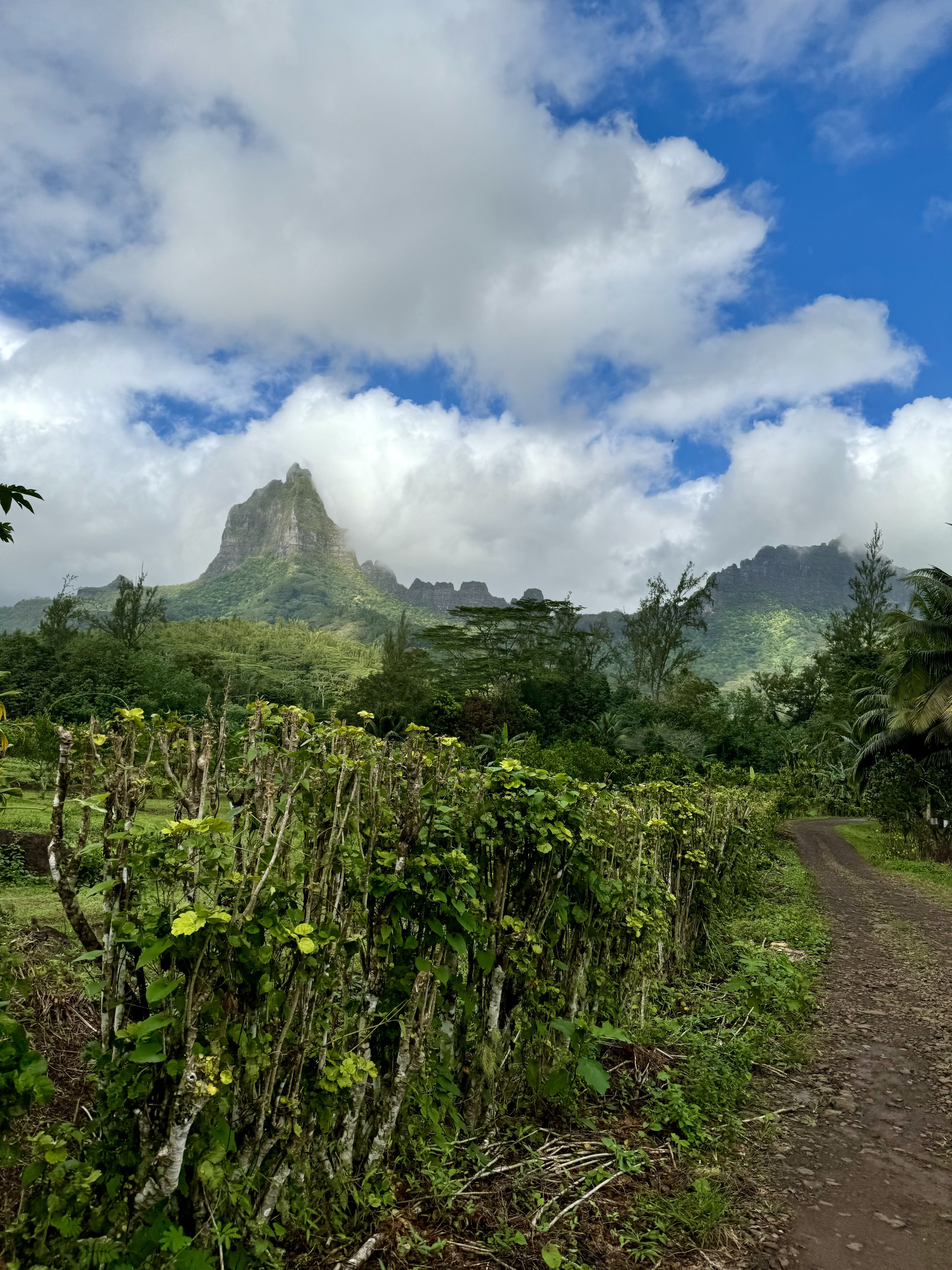 Verde que te quiero verde · Morea Polynesia Francesa FOTO: Carla Pantaleoni