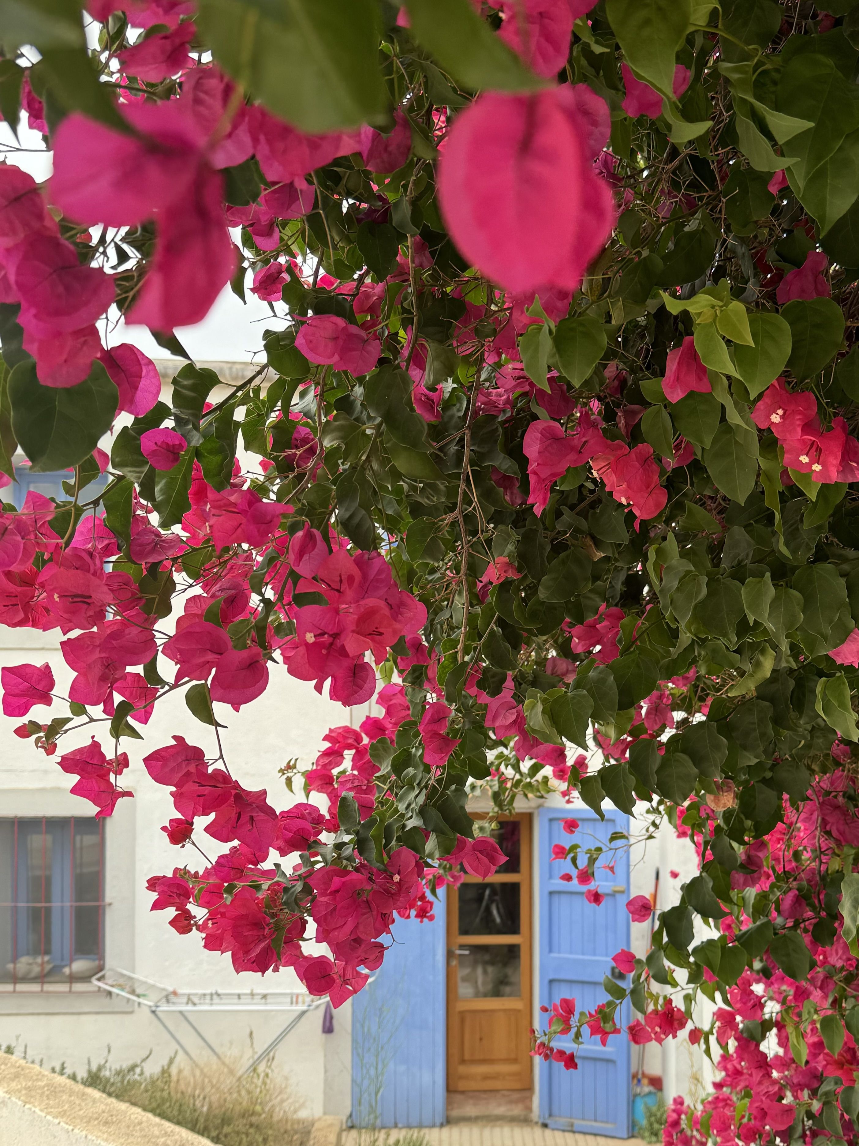 Entre flors · Formentera FOTO: Jordi De Cabo Guitart